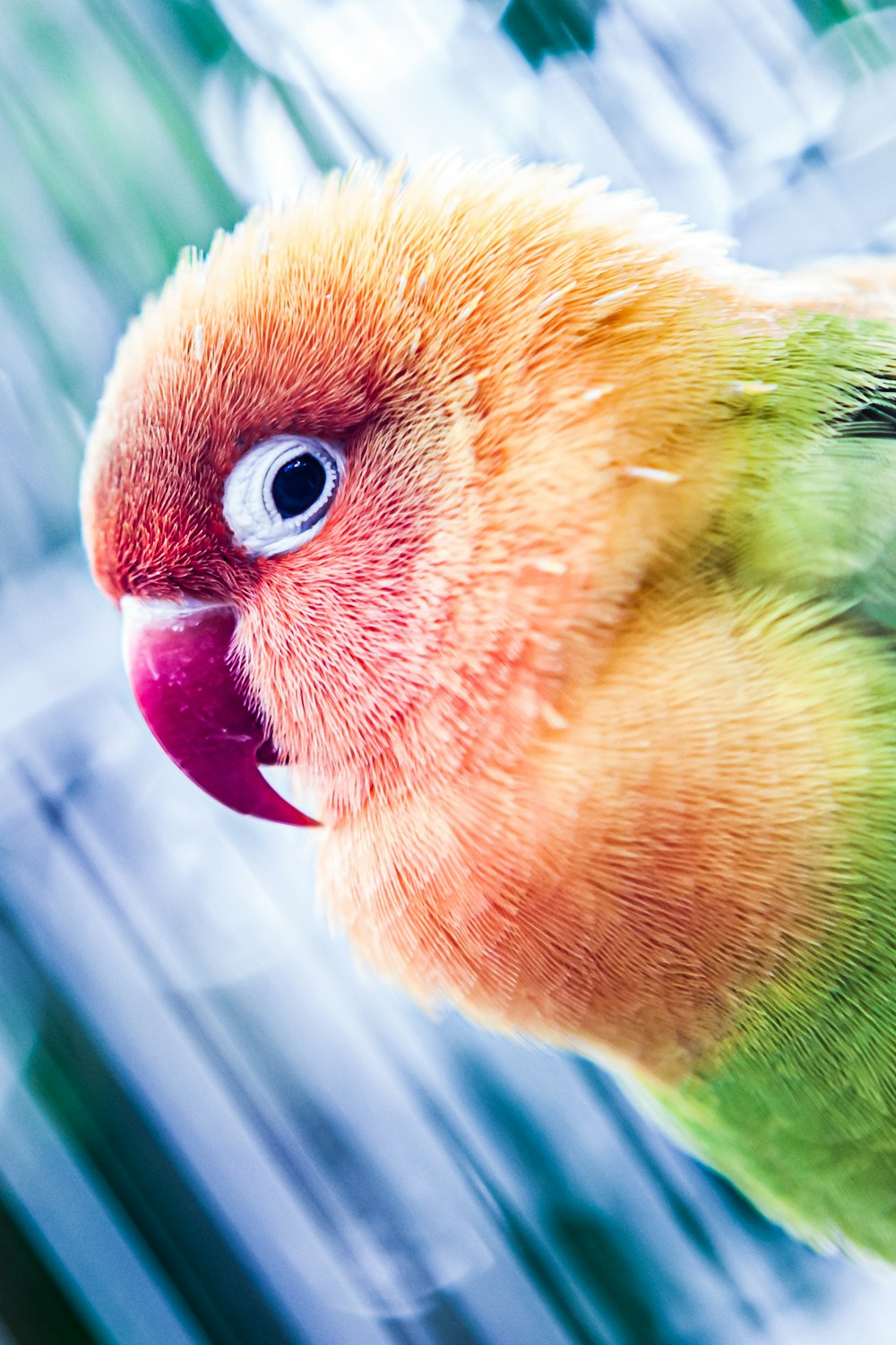 Birds collection