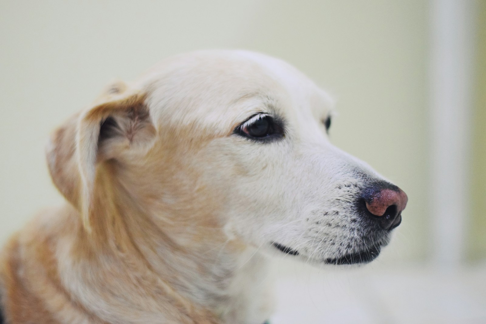 A relaxed golden dog looking toward the camera