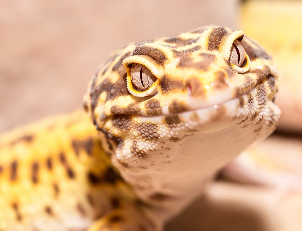Reptiles collection